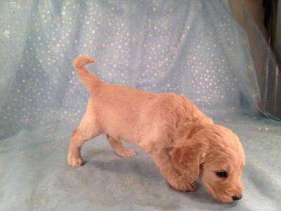 Female Goldendoodle Puppy for sale #17|Goldendoodle Breeders Who sell Goldendoodles for Less than Most Goldendoodle Breeders in Washington DC do. 4